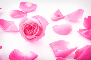 pink rose with petal