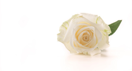 Fototapeta premium white rose