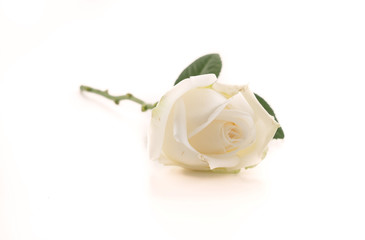 white rose