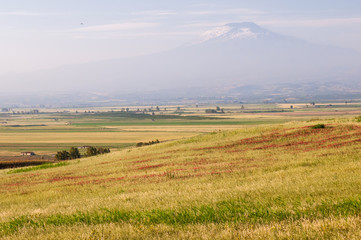 Field of avena plant in the plain of Catania, Sicily, during springtime with a view of mount Etna...