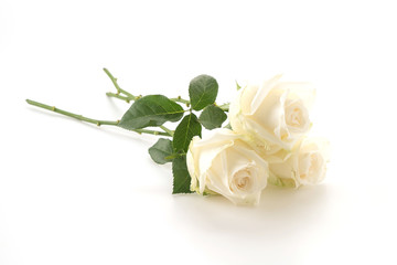 Naklejka premium white rose
