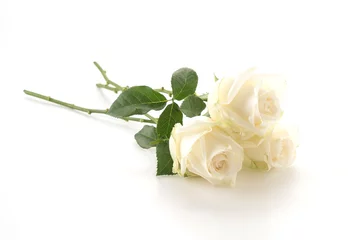 Photo sur Plexiglas Roses white rose