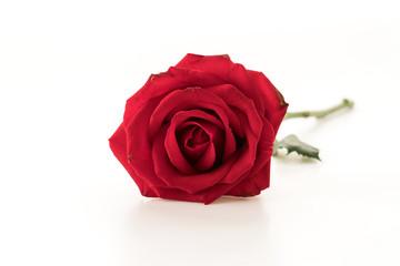 Naklejka premium red rose