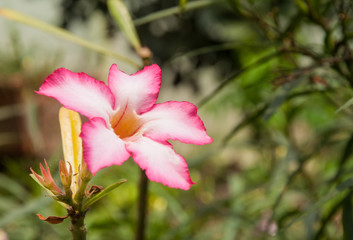 Fototapeta premium pink Plumeria flowers