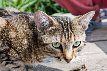 Cat eats fresh fish on a pier