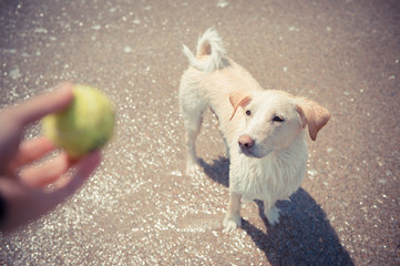 Dog playing fetch