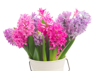 Pink and violet hyacinths