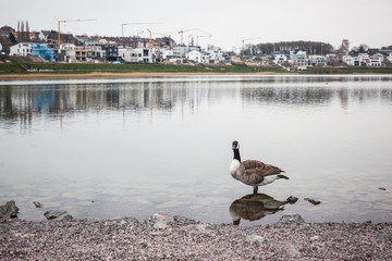 Duck on a lake