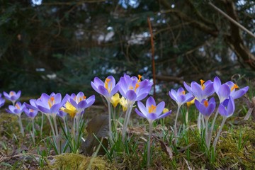 Krokus