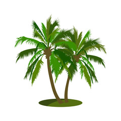 isolated coconut tree vector illustration