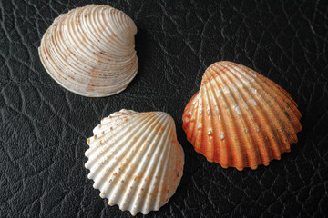 Seashells on a background of black leather.