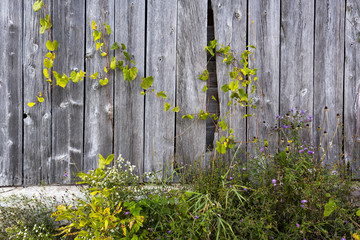 Old Barn Board Background