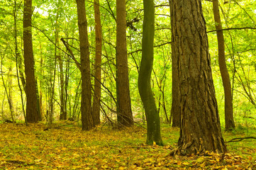 Obraz premium Green leaves of the forest in the first days of autumn