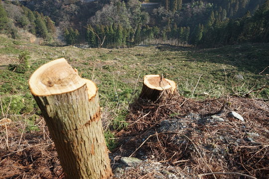 自然破壊 Images Browse 1,711 Stock Photos, Vectors, and Video Adobe Stock