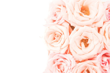 pink and white rose
