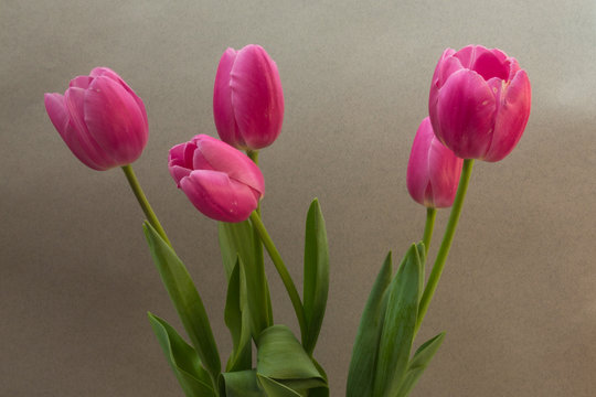 Pink tulips on the light background