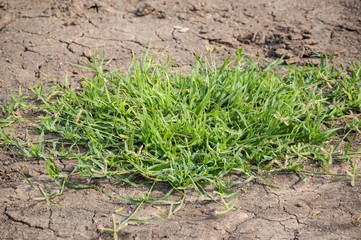 green grass on the ground