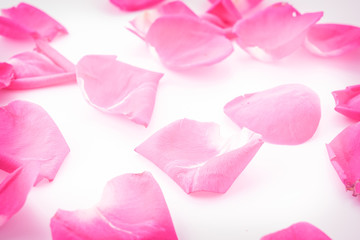 pink rose petal