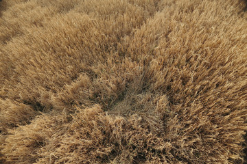 spikelets of wheat in a field texture agriculture