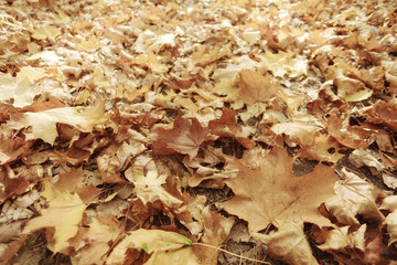fallen yellow autumn leaves background, texture