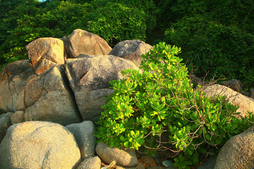 Asia Thailand jungle landscape