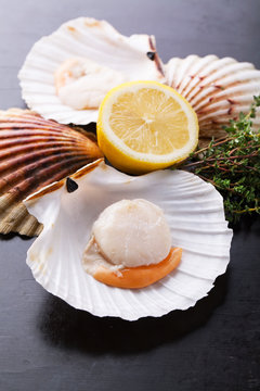 Raw fresh scallops in the shell with lemon