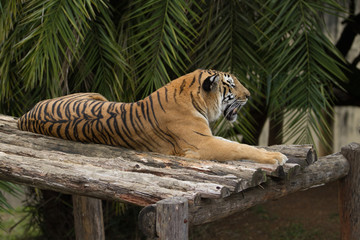 tiger in captivity