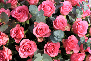 Pink roses and eucalyptus