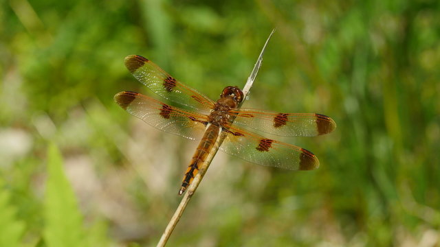 4K Painted Skimmer (Libellula semifasciata) Dragonfly - Male Perching 2
