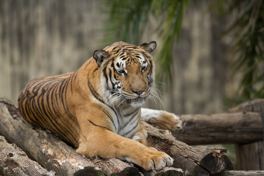 tiger in captivity