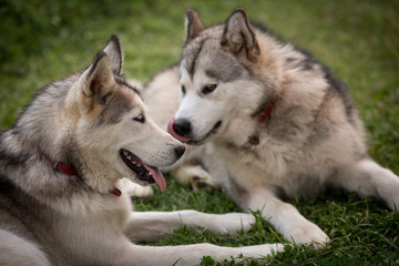 Alaskan Malamutes