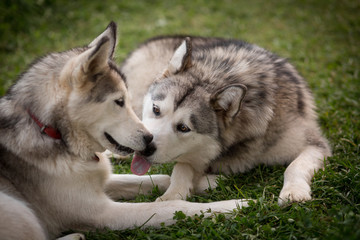 Alaskan Malamutes licking each other's faces