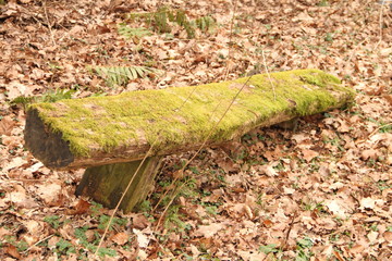 kaputte vermooste Bank