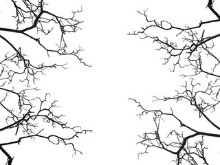 Tree branch silhouette