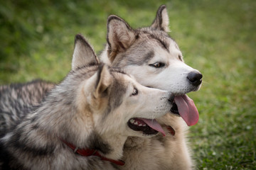 Alaskan Malamutes