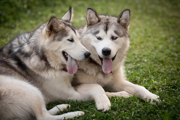 Alaskan Malamutes