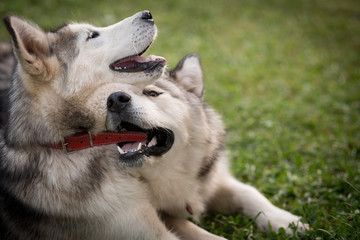 Alaskan Malamutes playing