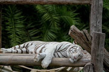 tiger in captivity