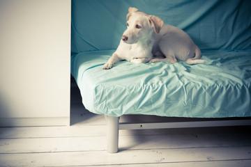 Cute dog on a bed