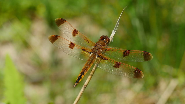 4K Painted Skimmer (Libellula semifasciata) Dragonfly - Male Perching 3