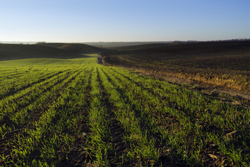 Sunny Morning in the Farmland