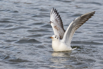Close up view of seagull