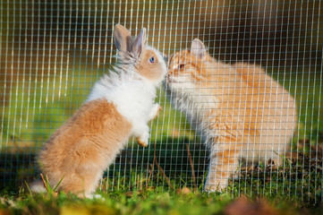 Little dwarf rabbit sniffing with cat through the fence