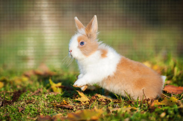 Little dwarf rabbit running in autumn