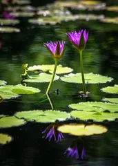 Crédence de cuisine en verre imprimé Nénuphars Purple water lily