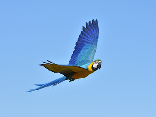 Blue and yellow Macaw (Ara ararauna) © dennisjacobsen