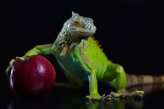 Green Iguana with a red apple on a black background