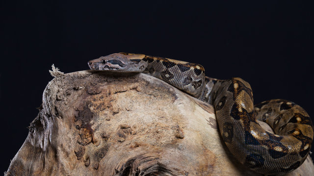 Beautiful snake on a black background