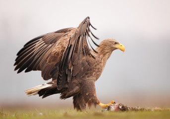 Adult white tailed eagle standing on its hare prey, open wings, with clean background, Hungary, Europe