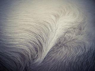 Detail of light color dog fur